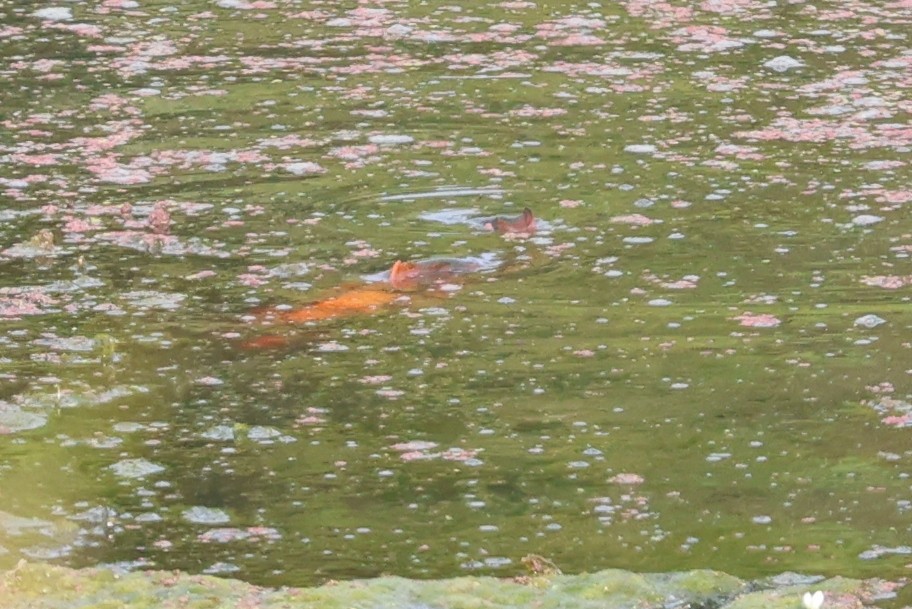 Animals - ML646619294