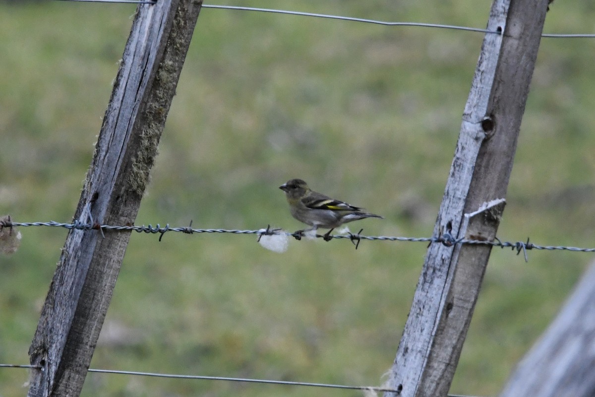 Black-chinned Siskin - ML646619295