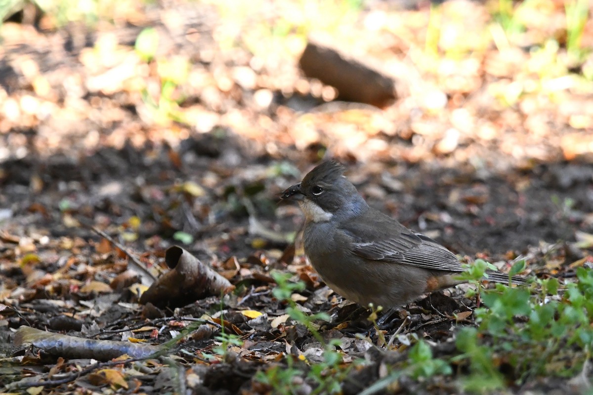 Diuca Finch - ML646619298