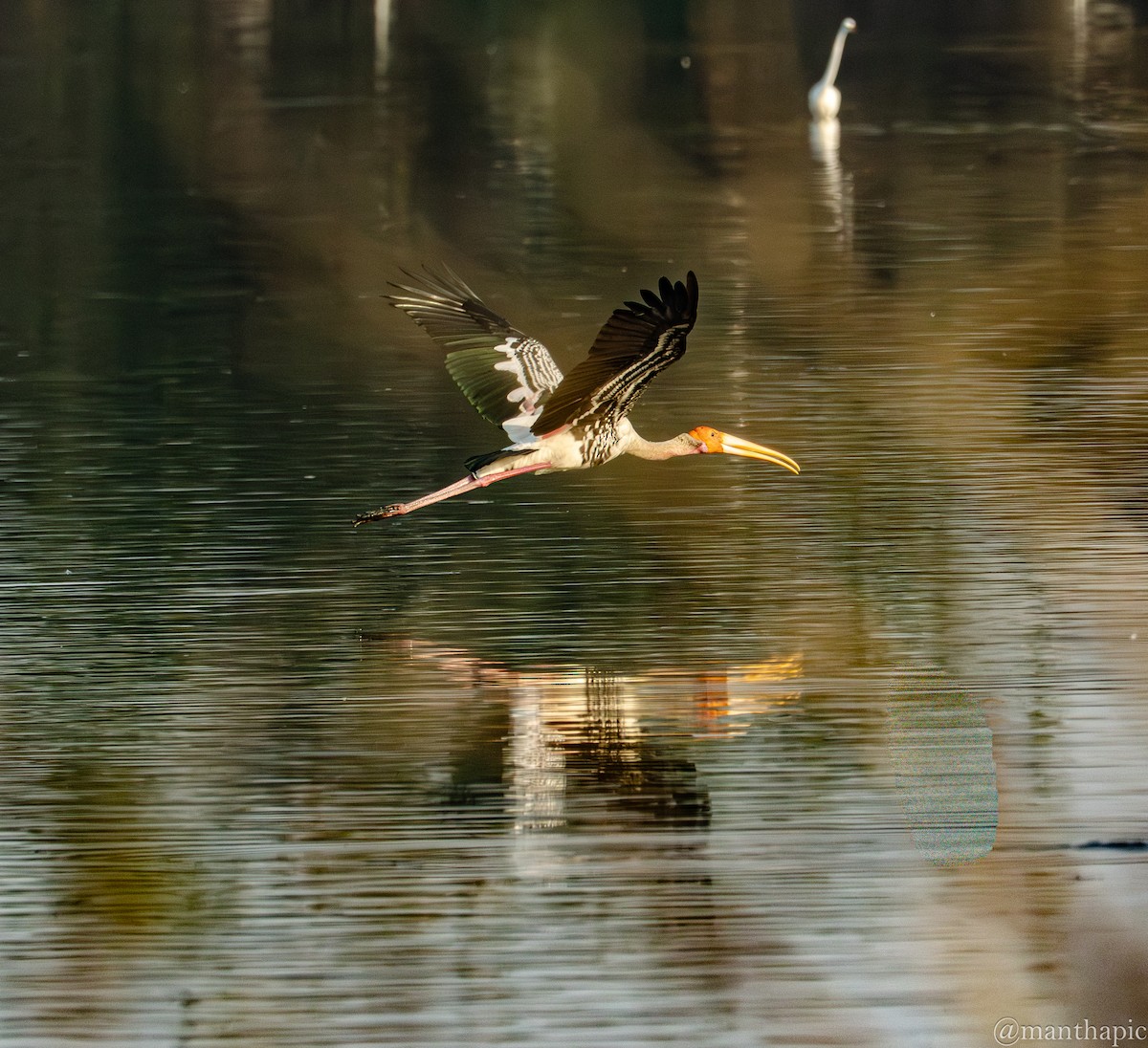 Painted Stork - ML646619299