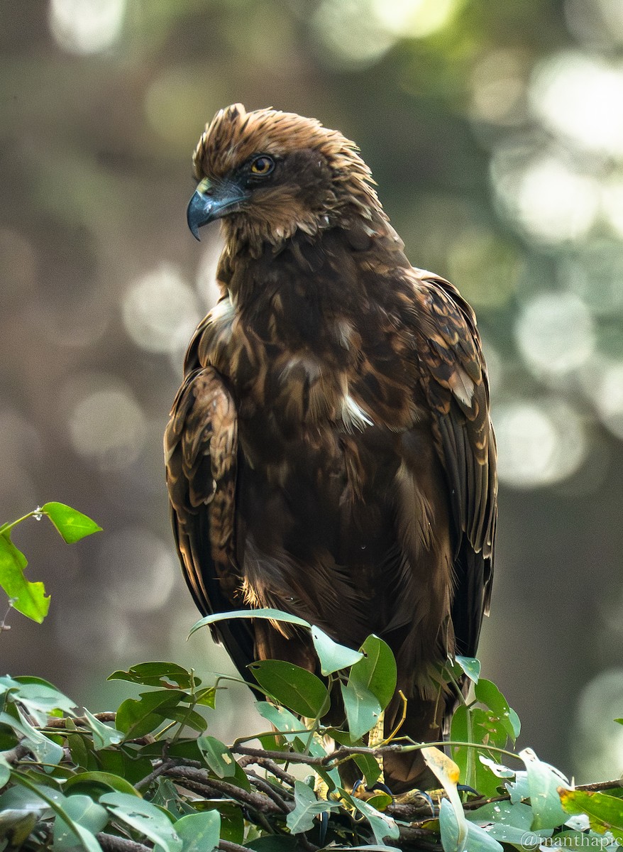 זרון סוף - ML646619300
