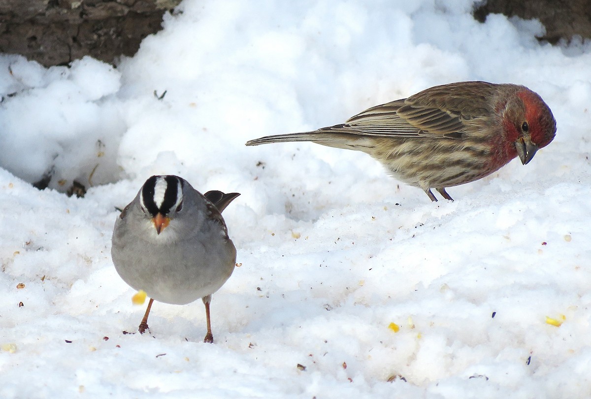 husrosenfink - ML646619301