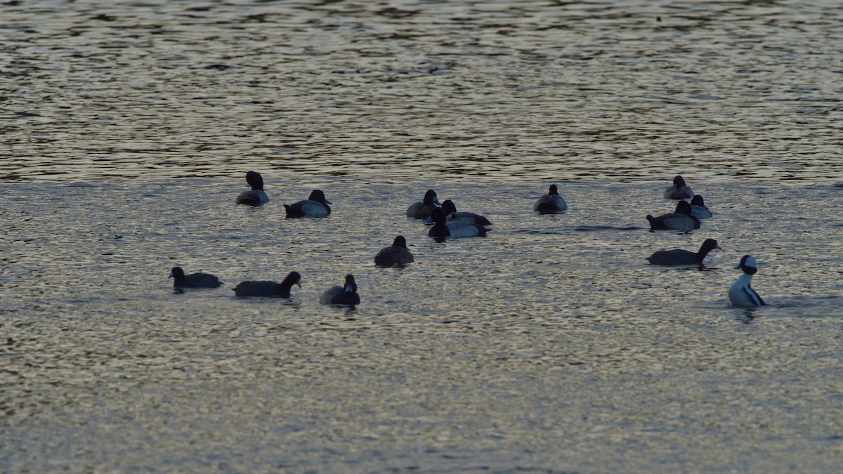 Kopetazuri amerikarra - ML646619303