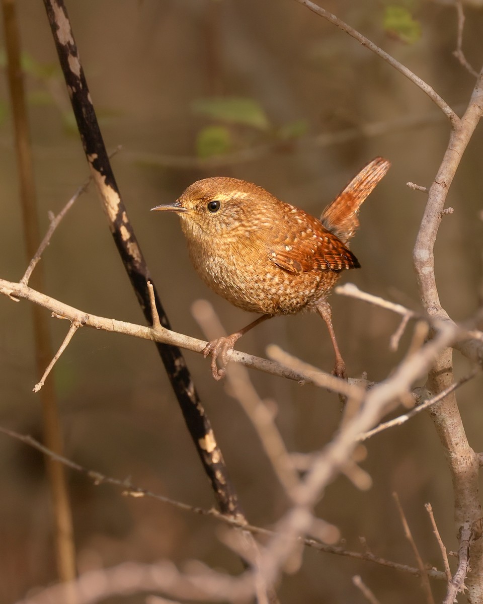 Winter Wren - ML646619304