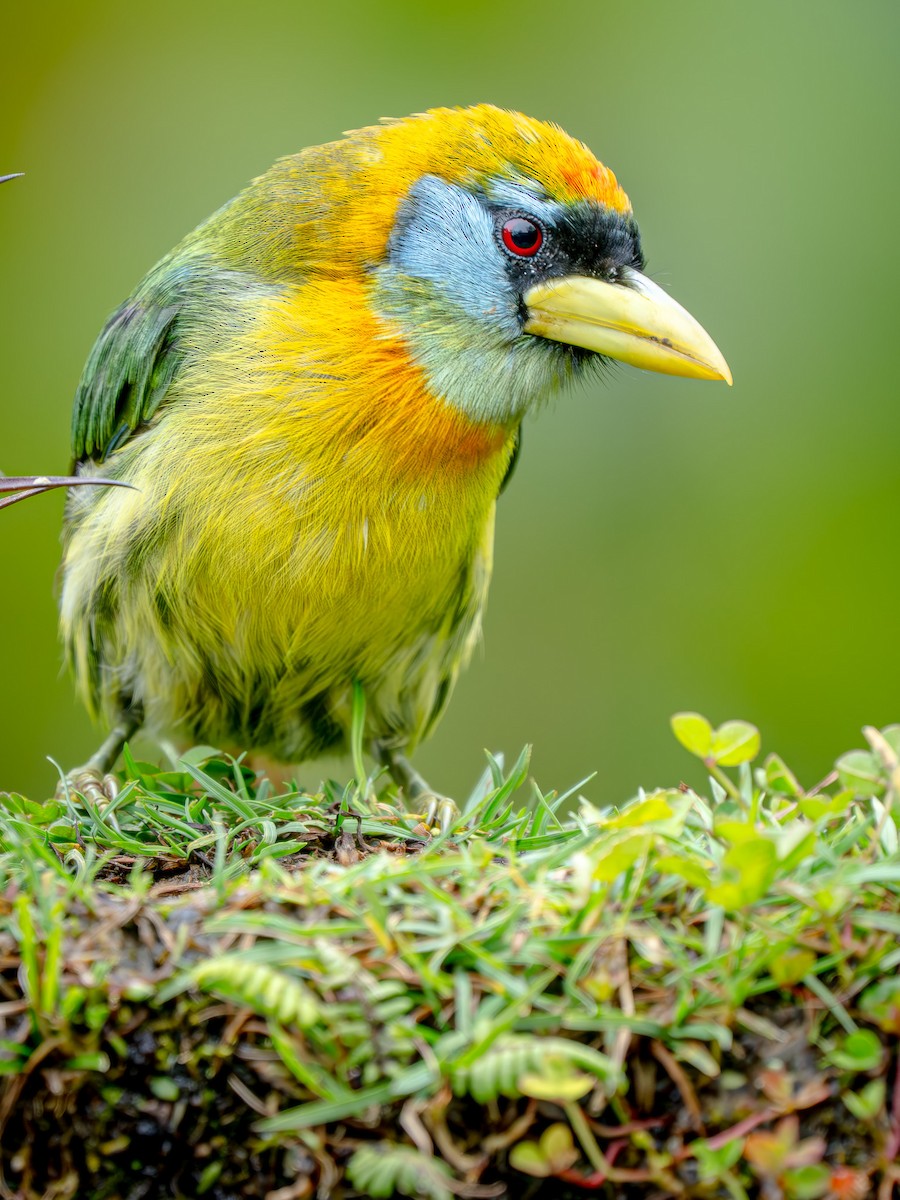 Red-headed Barbet - ML646619305