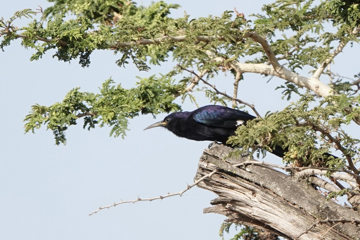 svartsabelnebb - ML646619311