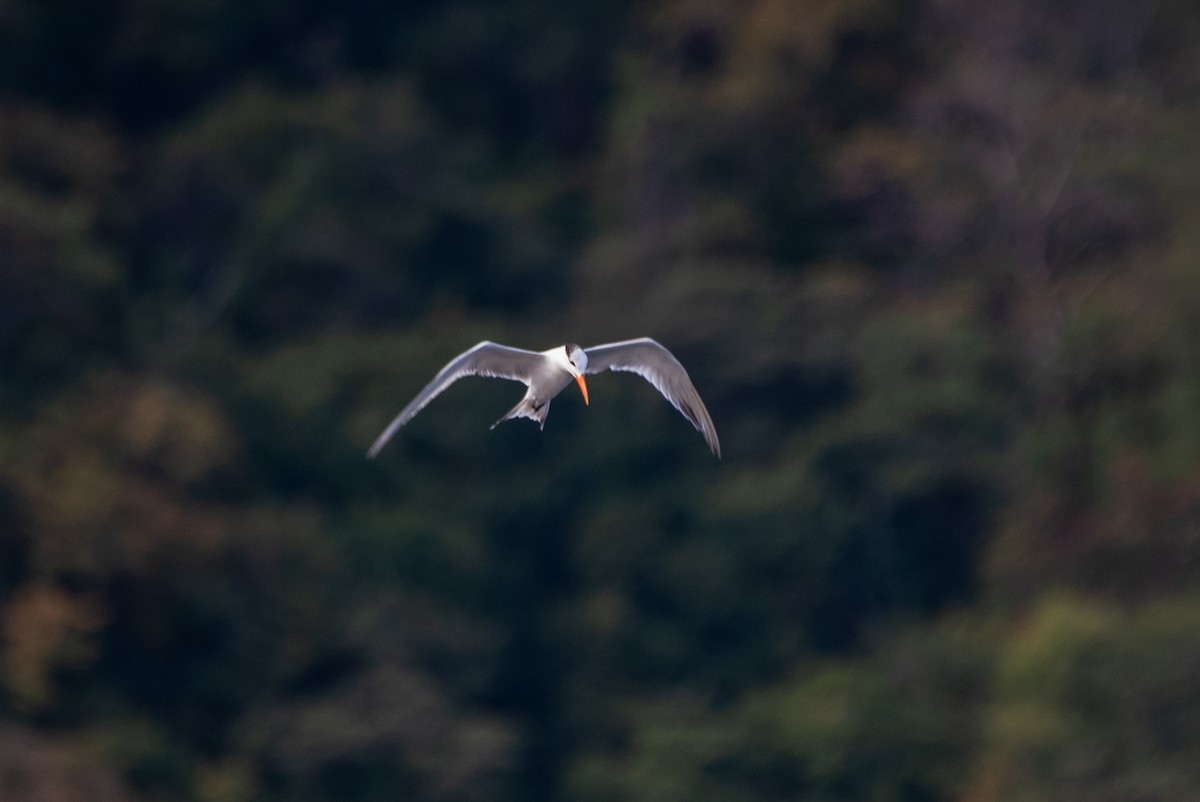 Royal Tern - ML646619313