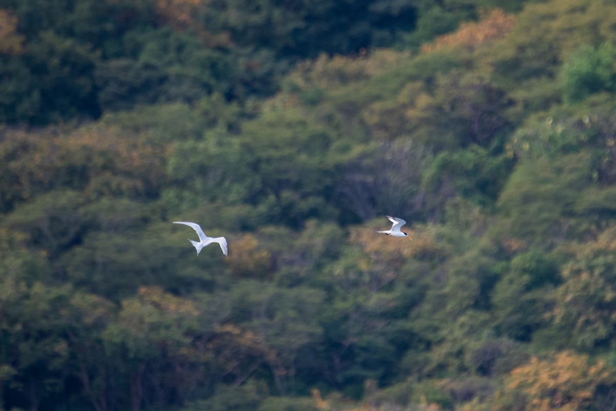 Royal Tern - ML646619314