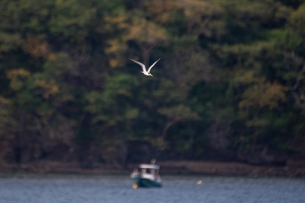 Royal Tern - ML646619315