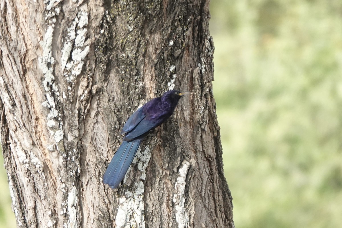 svartsabelnebb - ML646619316