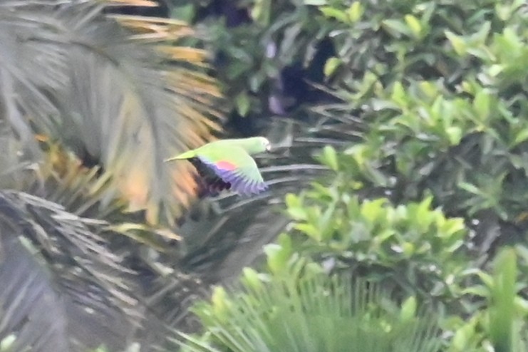 キビタイボウシインコ - ML646619318