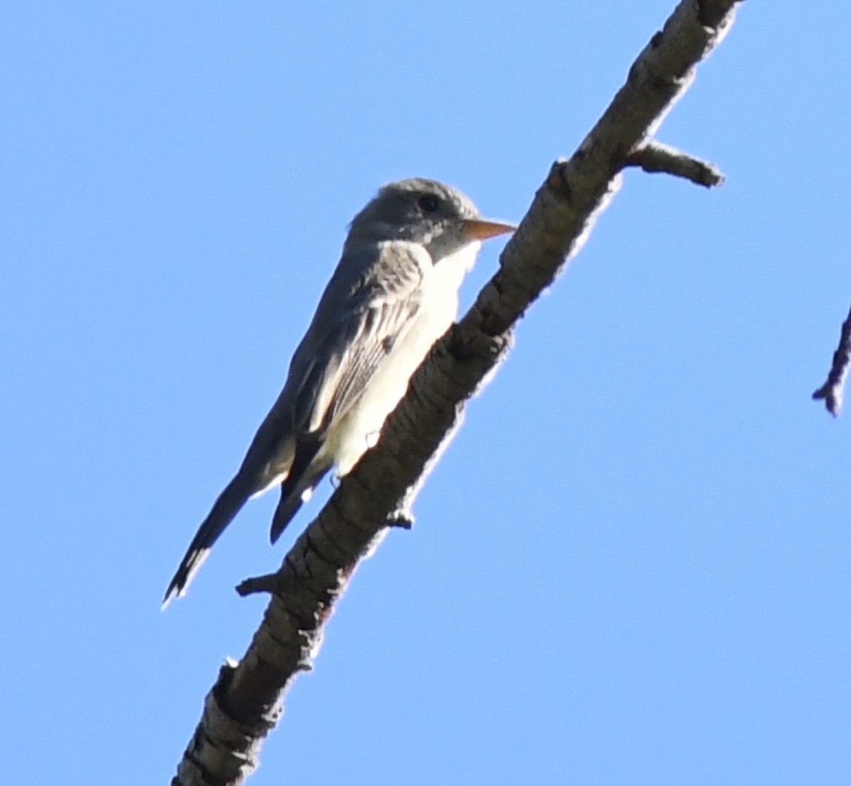 Піві великий - ML646619320