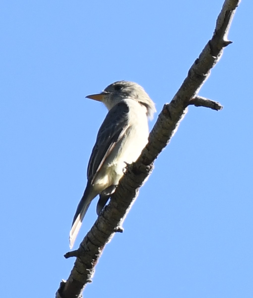 Піві великий - ML646619321
