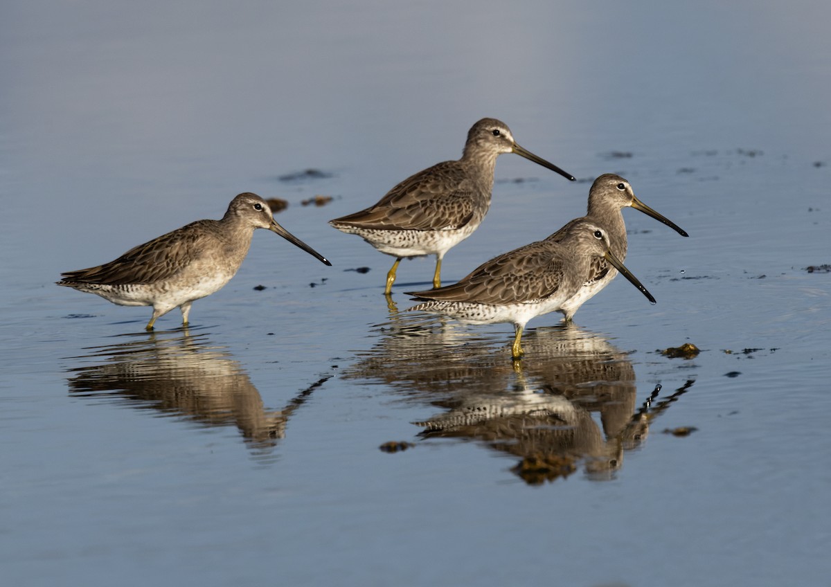 slukovec dlouhozobý - ML646619322