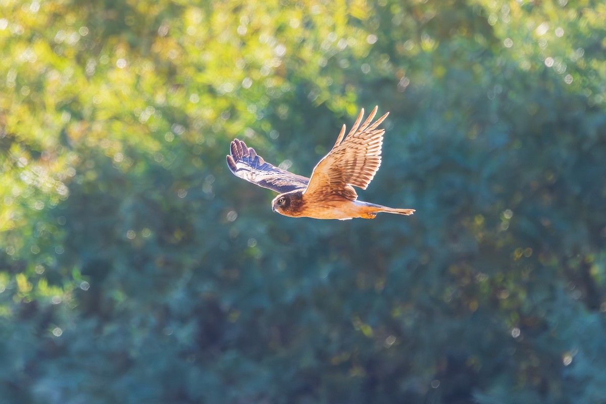 Northern Harrier - ML646619323
