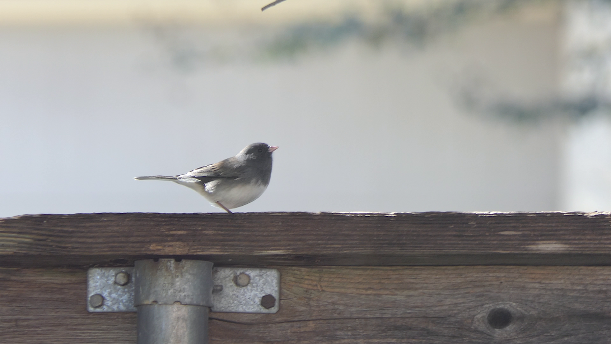 strnadec zimní (ssp. hyemalis/carolinensis) - ML646619325