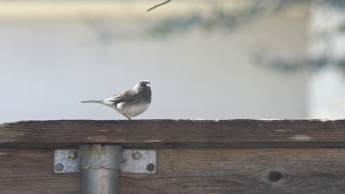 strnadec zimní (ssp. hyemalis/carolinensis) - ML646619326