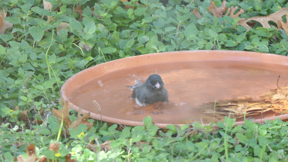 strnadec zimní (ssp. hyemalis/carolinensis) - ML646619327