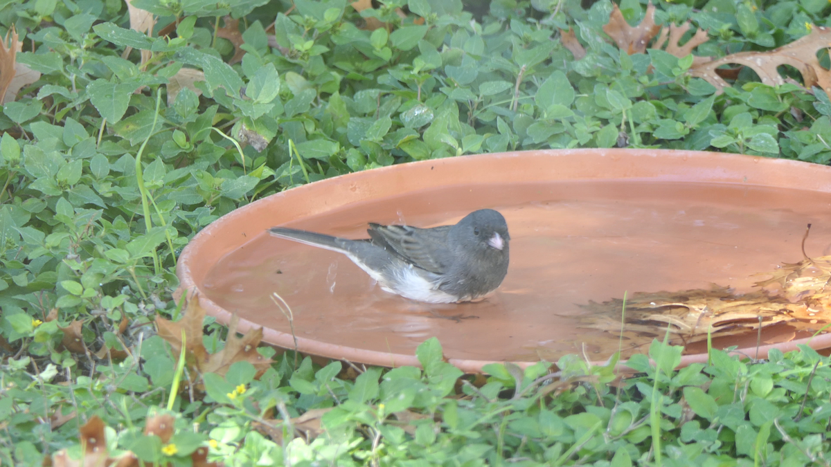 strnadec zimní (ssp. hyemalis/carolinensis) - ML646619328