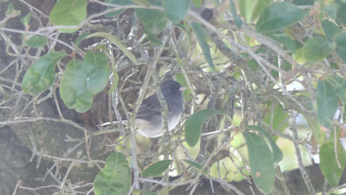 strnadec zimní (ssp. hyemalis/carolinensis) - ML646619329