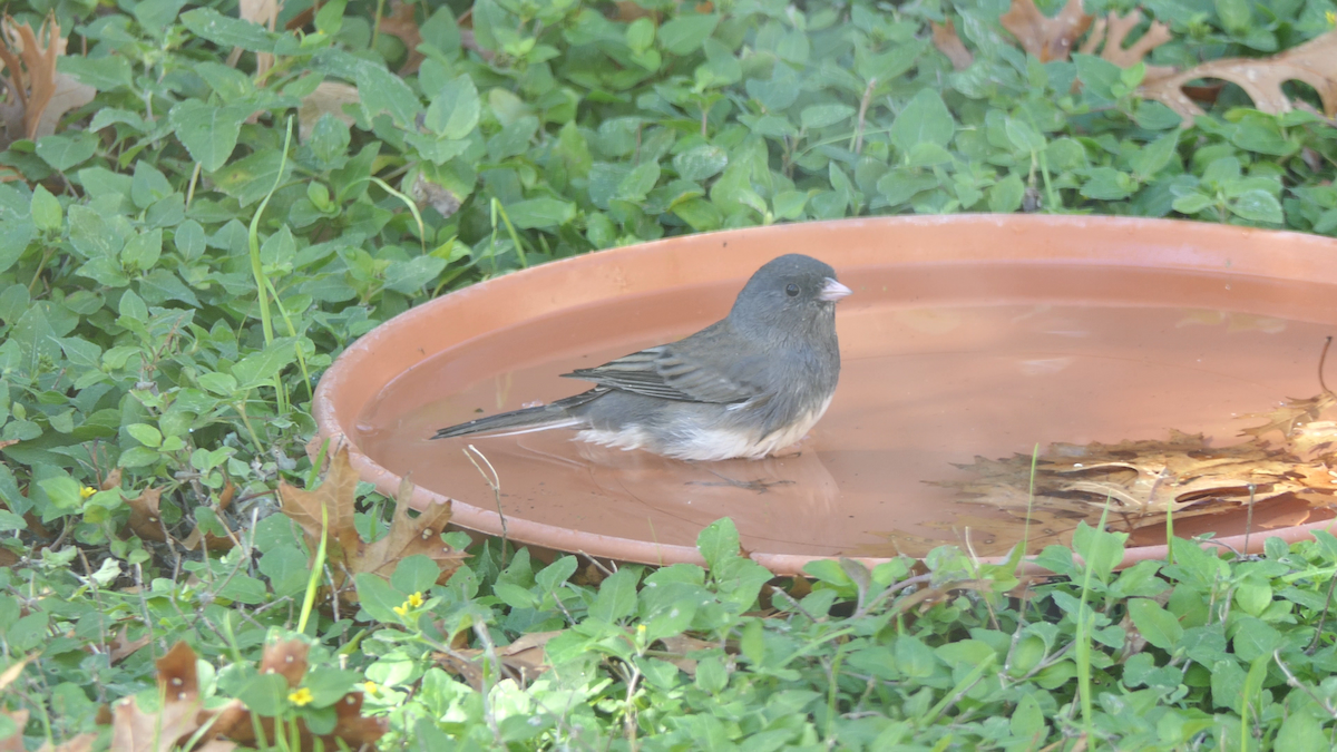 strnadec zimní (ssp. hyemalis/carolinensis) - ML646619330