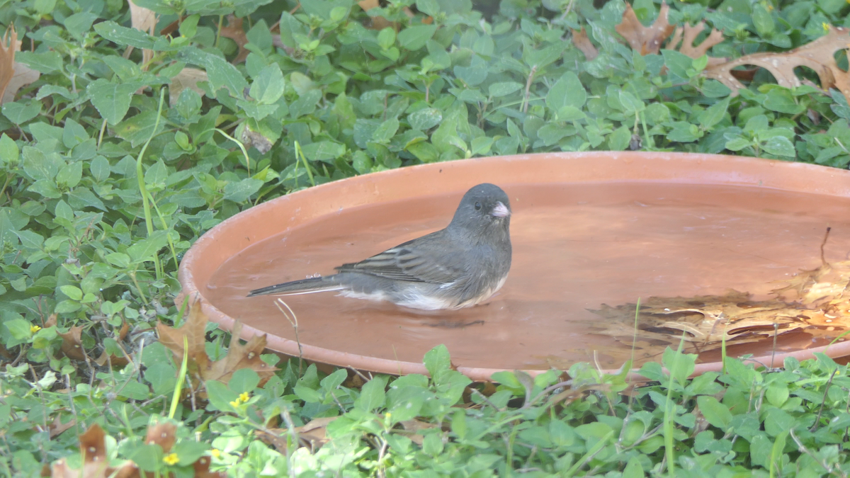 strnadec zimní (ssp. hyemalis/carolinensis) - ML646619331