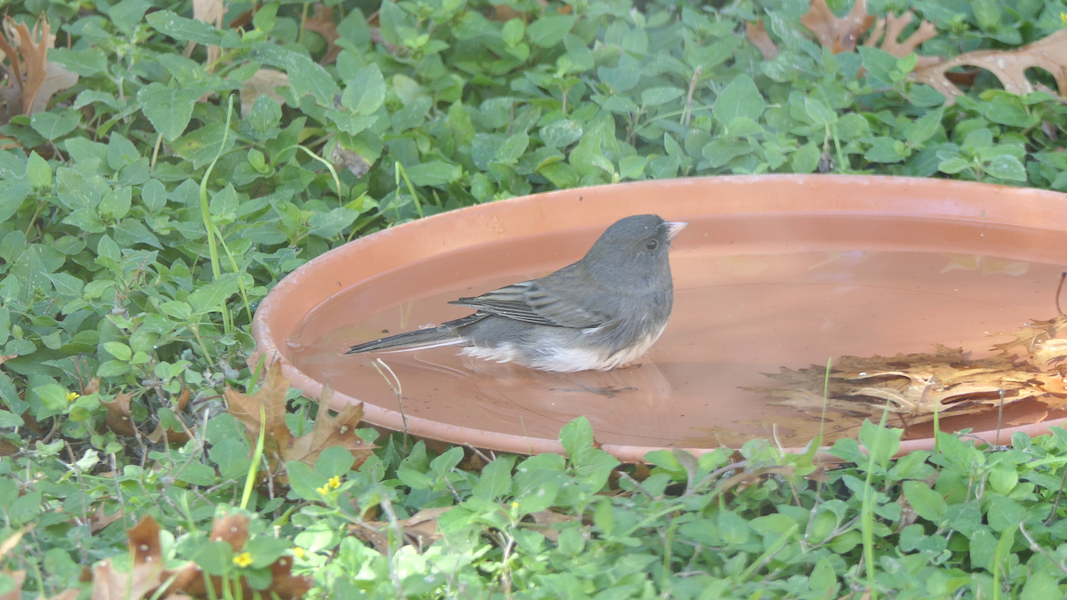 strnadec zimní (ssp. hyemalis/carolinensis) - ML646619332