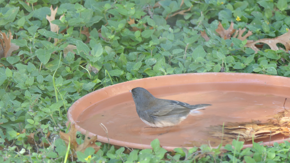 strnadec zimní (ssp. hyemalis/carolinensis) - ML646619333