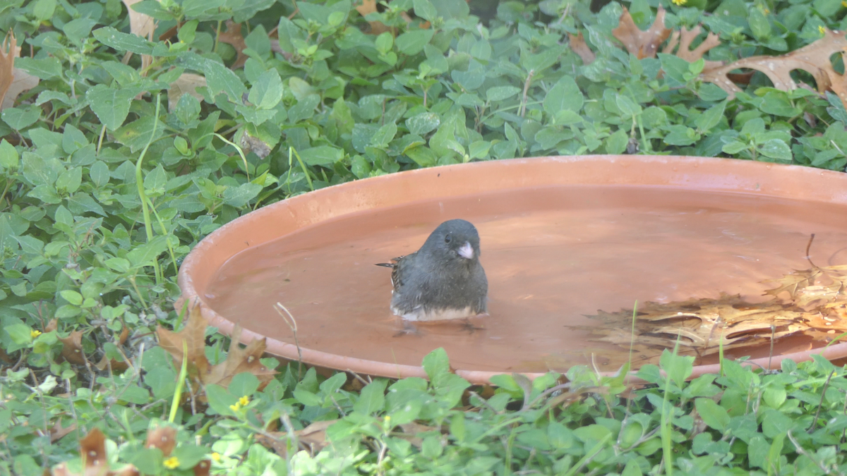 strnadec zimní (ssp. hyemalis/carolinensis) - ML646619334