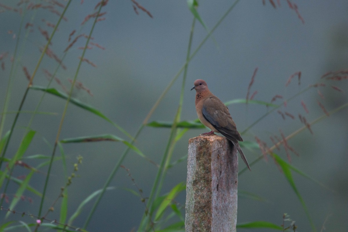 hrdlička senegalská - ML646619336