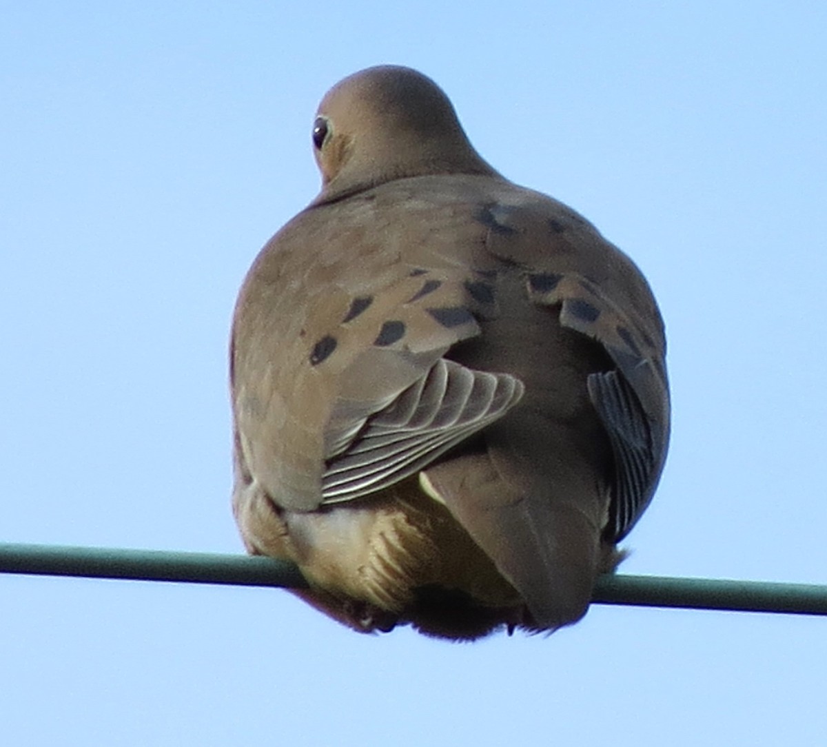 hrdlička karolínská - ML646619338