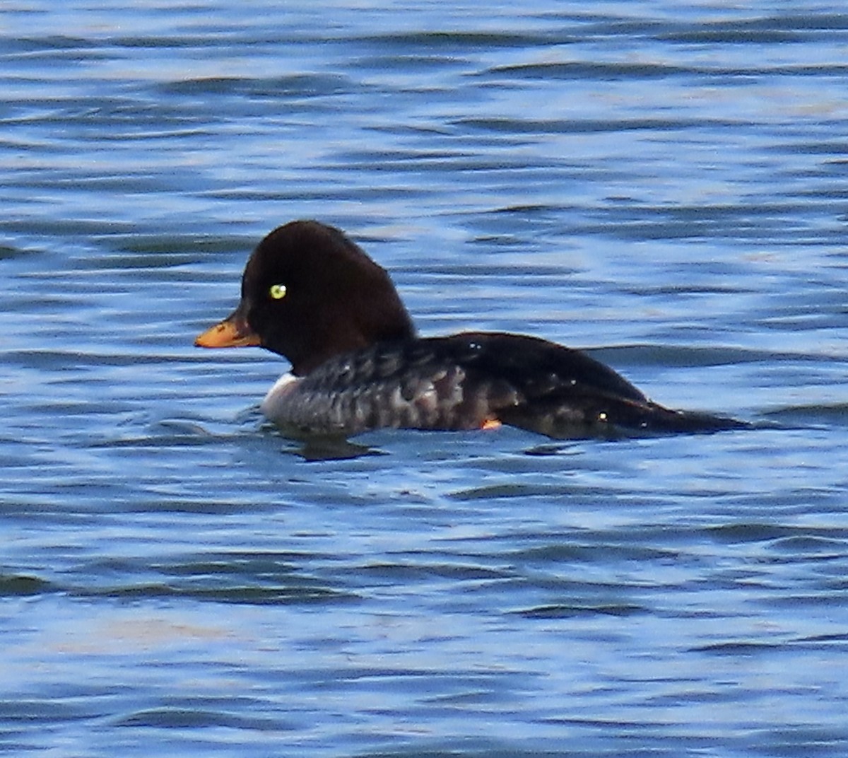 キタホオジロガモ - ML646619339