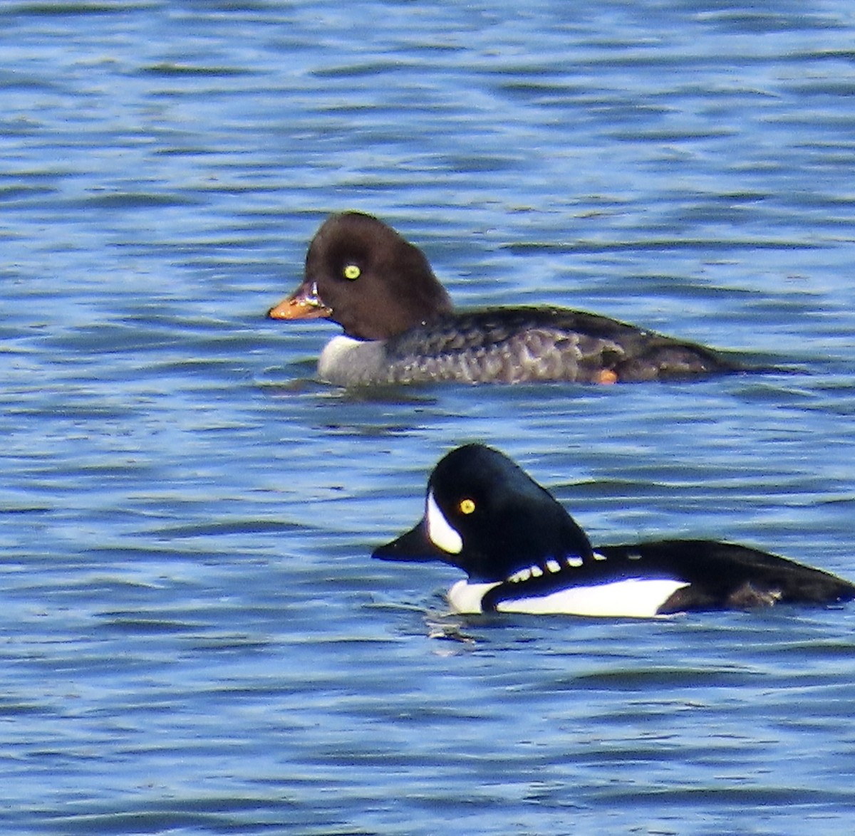 キタホオジロガモ - ML646619340