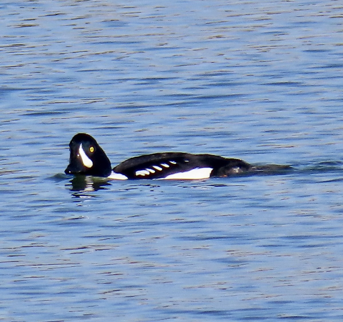 キタホオジロガモ - ML646619341