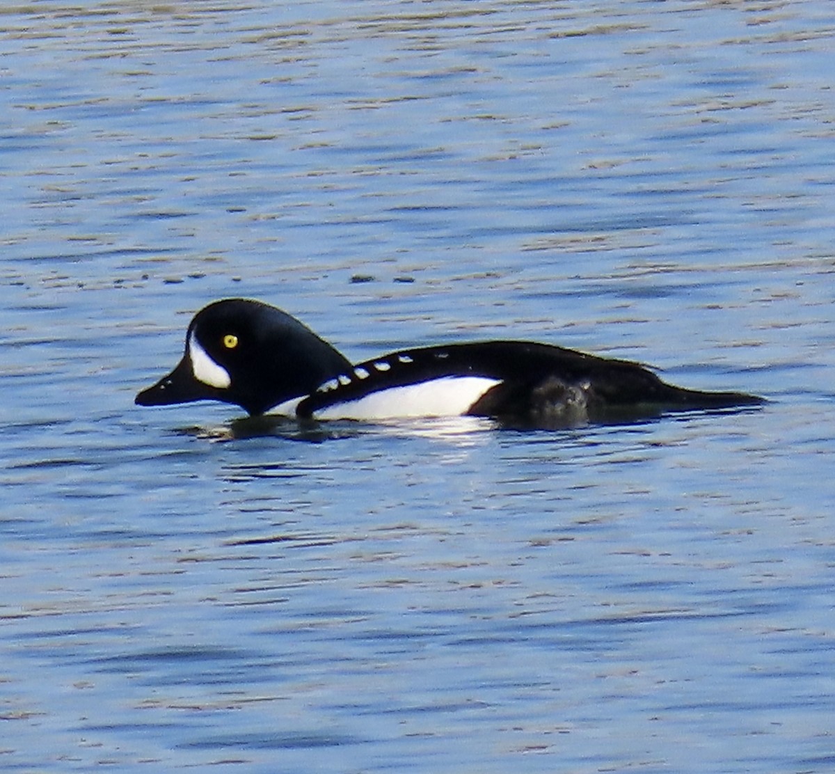 キタホオジロガモ - ML646619342