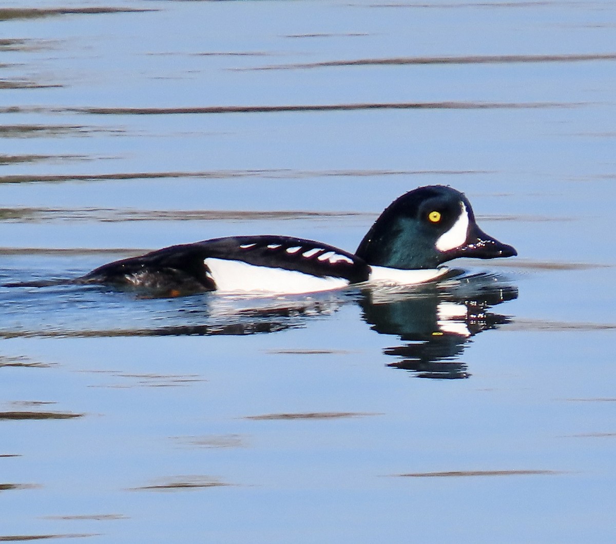 キタホオジロガモ - ML646619343