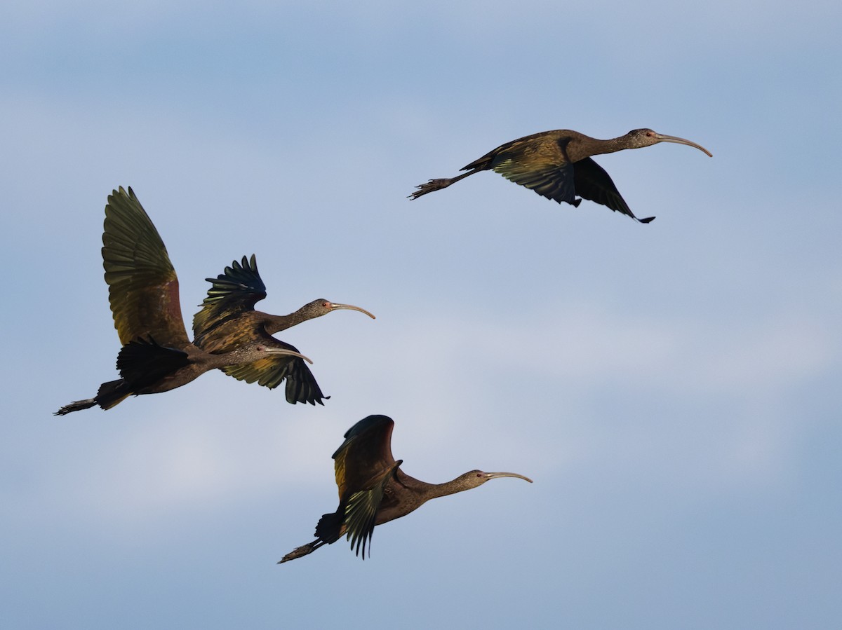 Beltzaran musuzuria - ML646619345