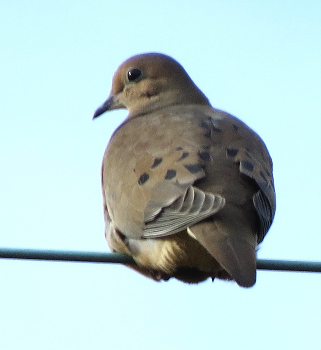 hrdlička karolínská - ML646619346