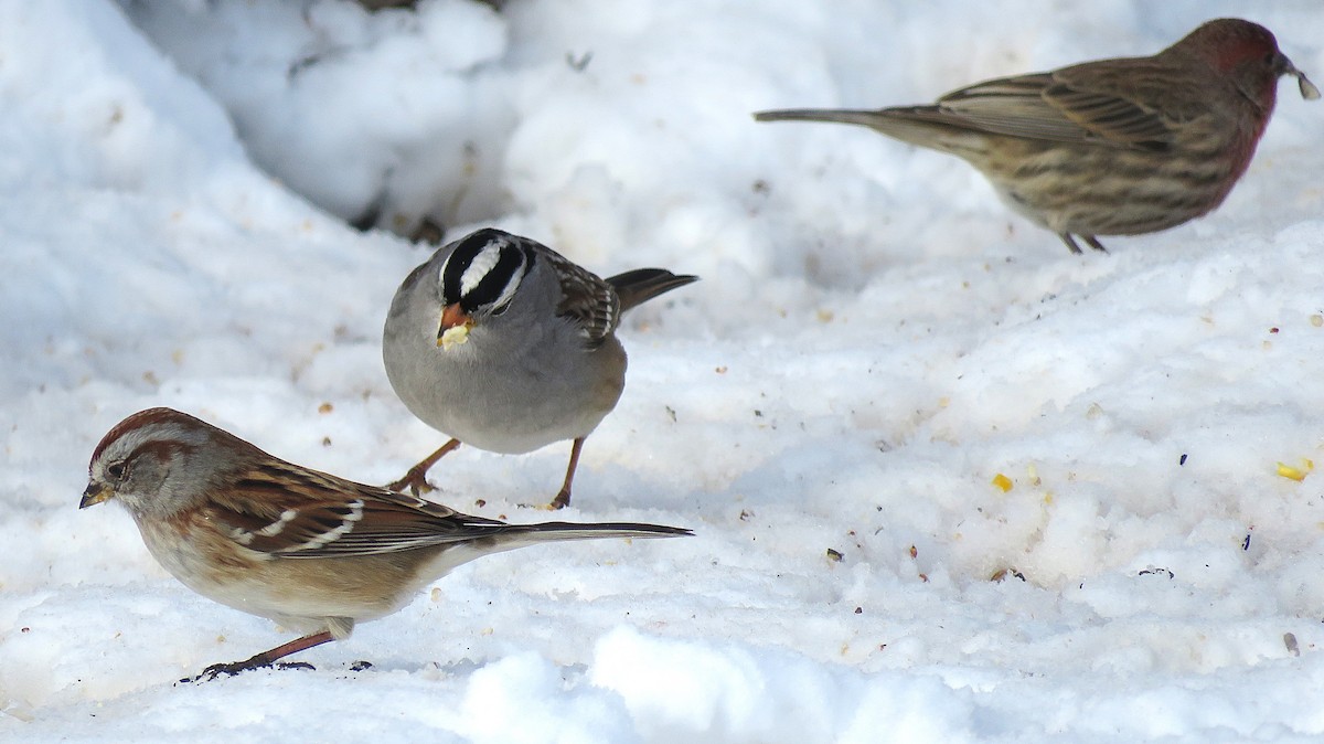 bjørkespurv - ML646619349