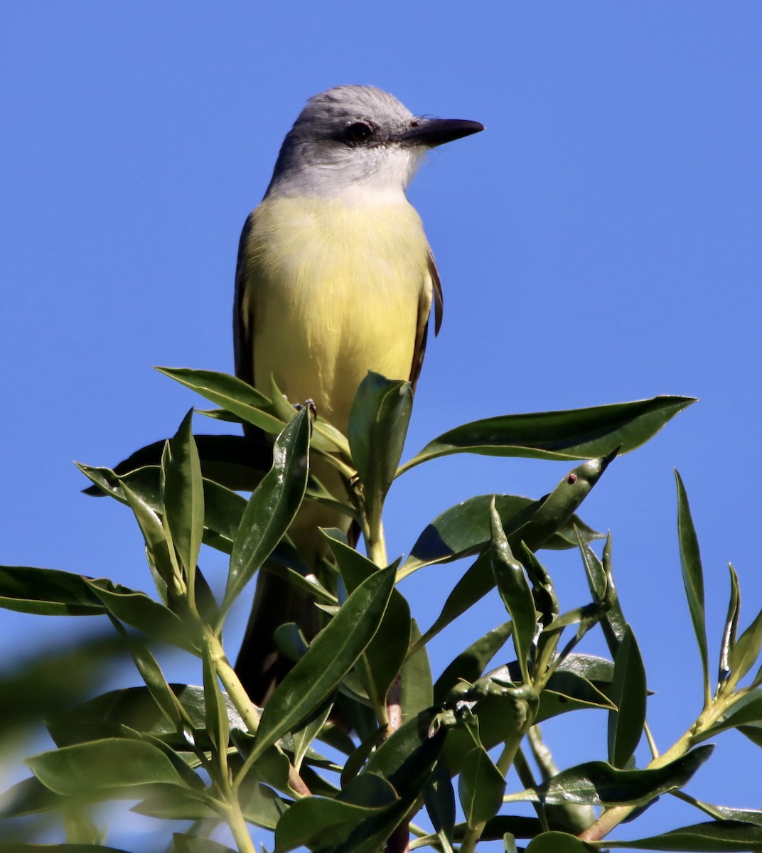 Tirano Melancólico - ML646619350
