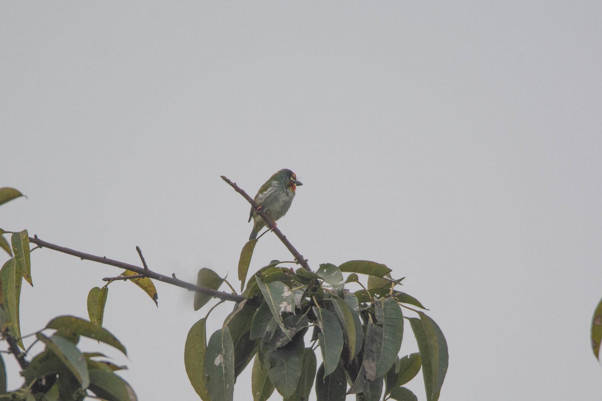 barbet zvučnohlasý - ML646619351