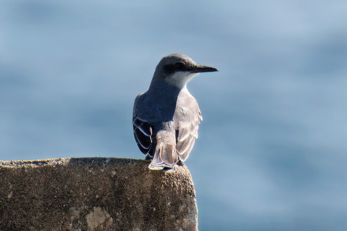 Gray Kingbird - ML646619354
