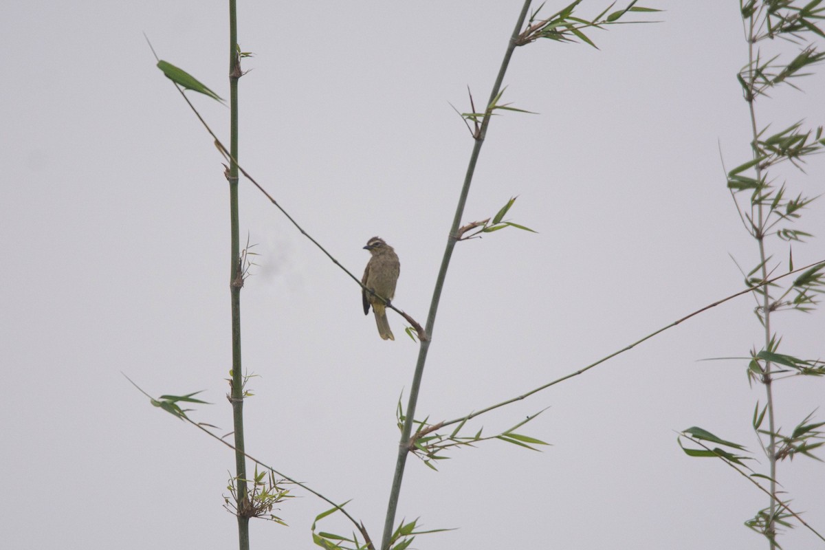 White-browed Bulbul - ML646619355