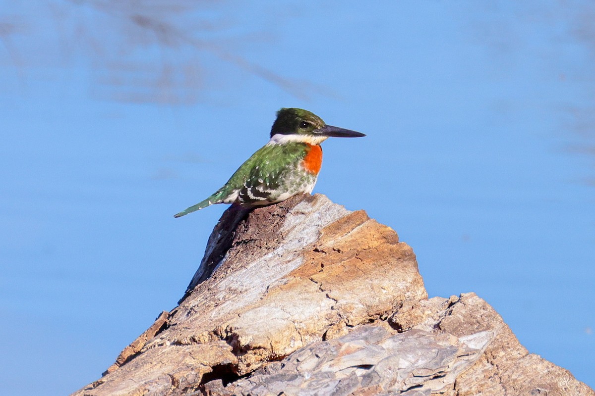 Green Kingfisher - ML646619356