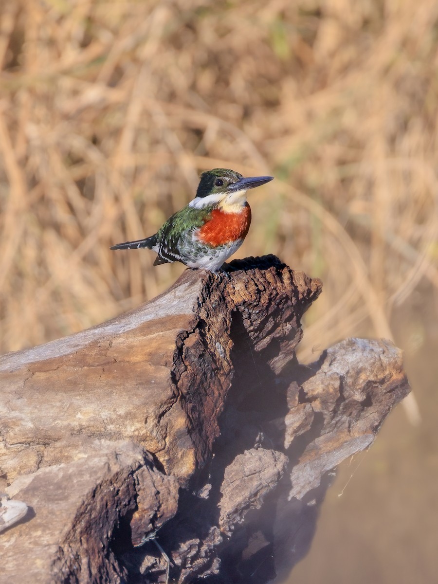 Green Kingfisher - ML646619357