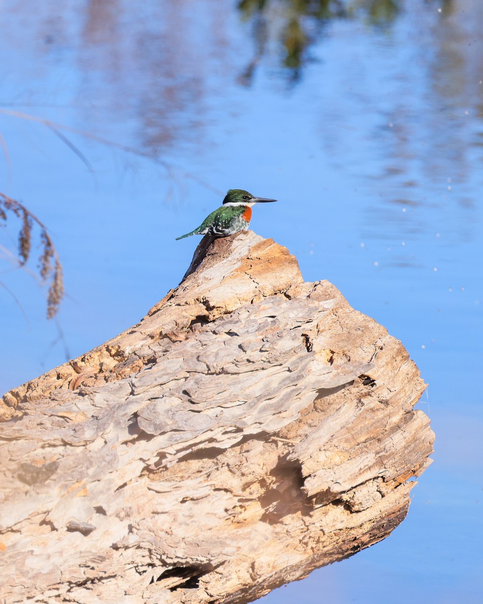 Green Kingfisher - ML646619358
