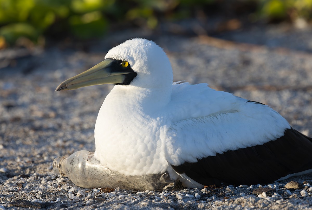 terej maskový - ML646619359