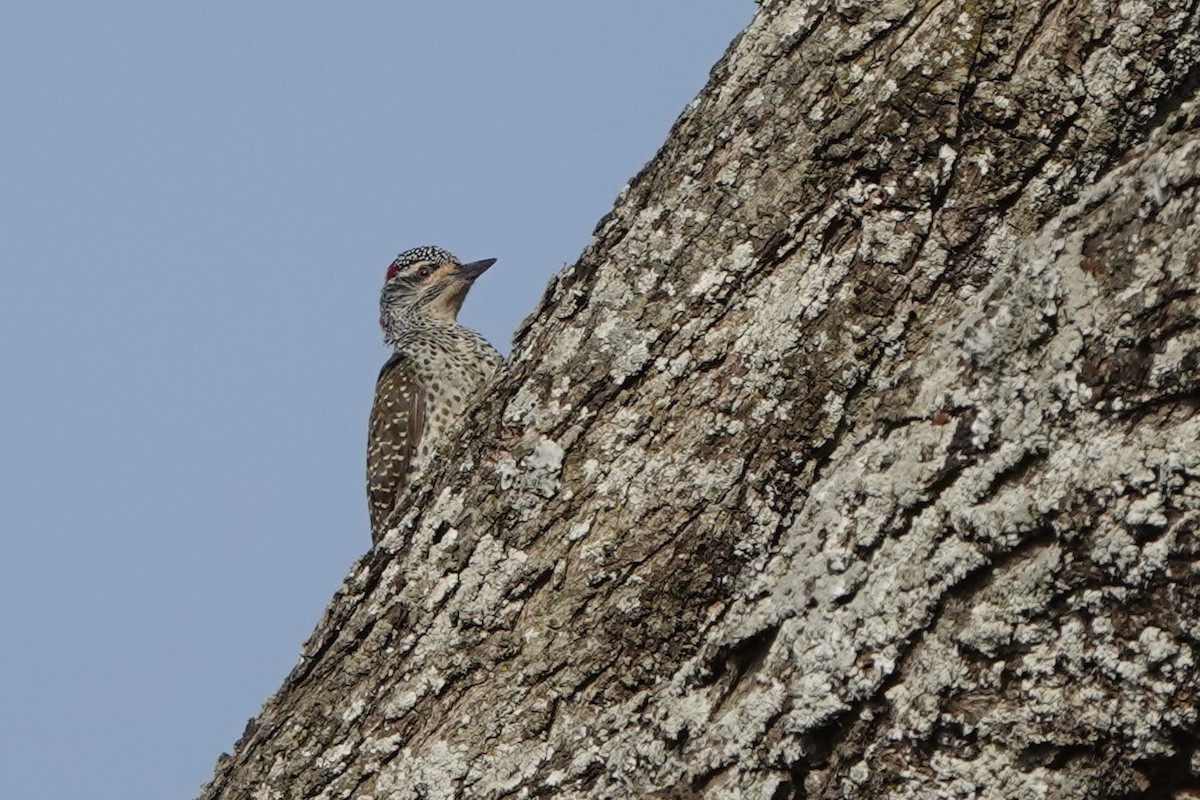 akasiespett - ML646619360