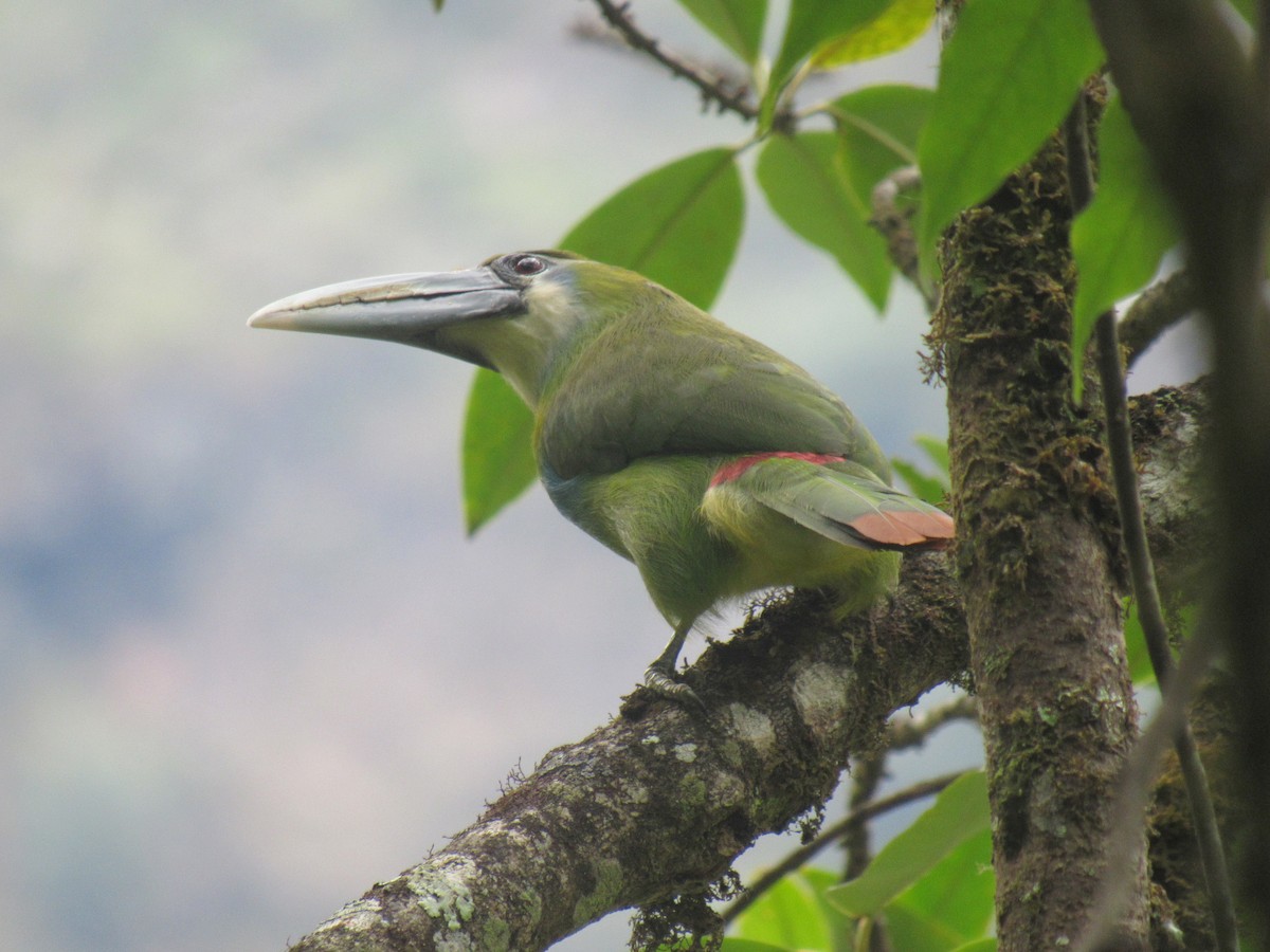 Blue-banded Toucanet - ML646619363