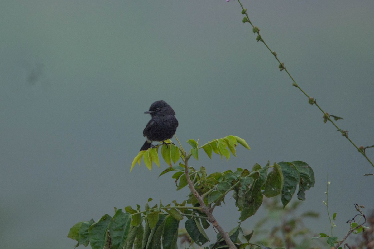 bramborníček černobílý - ML646619364